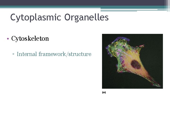 Cytoplasmic Organelles • Cytoskeleton ▫ Internal framework/structure 