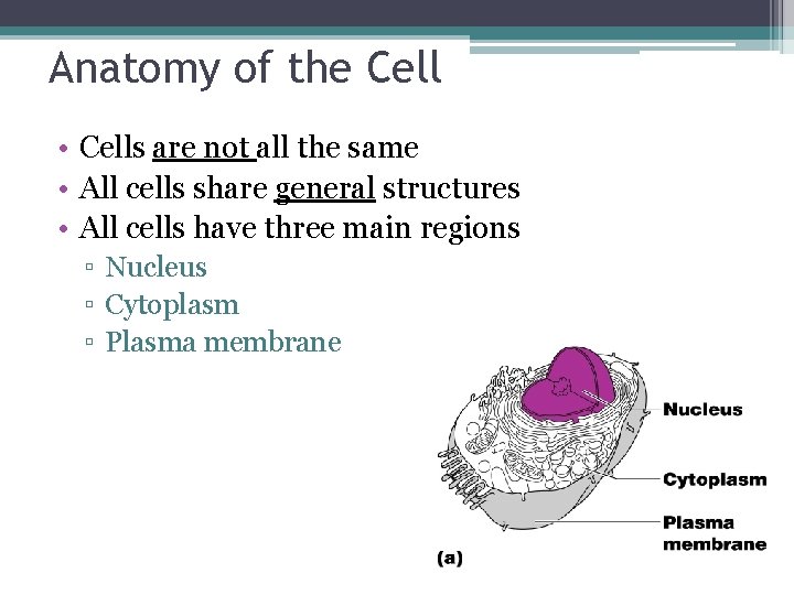 Anatomy of the Cell • Cells are not all the same • All cells