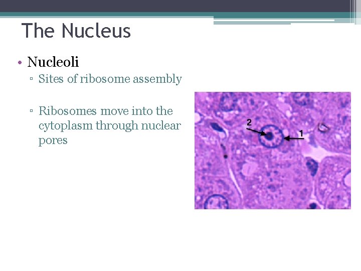 The Nucleus • Nucleoli ▫ Sites of ribosome assembly ▫ Ribosomes move into the