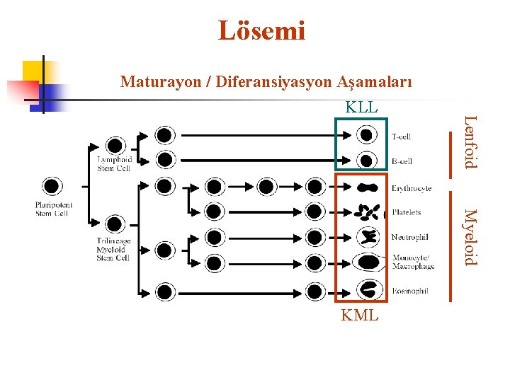 Lösemi Maturayon / Diferansiyasyon Aşamaları Lenfoid KLL Myeloid KML 