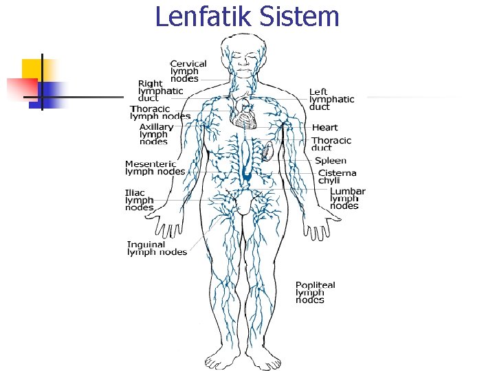 Lenfatik Sistem 