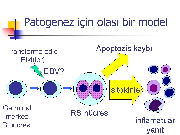 Patogenez için olası bir model Transforme edici Etki(ler) Apoptozis kaybı EBV? sitokinler Germinal merkez