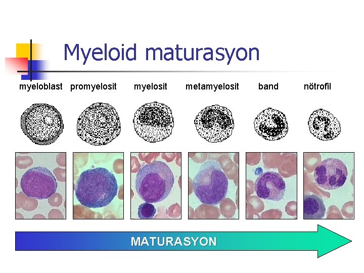Myeloid maturasyon myeloblast promyelosit metamyelosit MATURASYON band nötrofil 