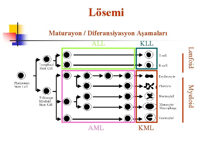 Lösemi Maturayon / Diferansiyasyon Aşamaları AML KML Myeloid KLL Lenfoid ALL 