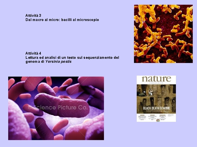 Attività 3 Dal macro al micro: bacilli al microscopio Attività 4 Lettura ed analisi