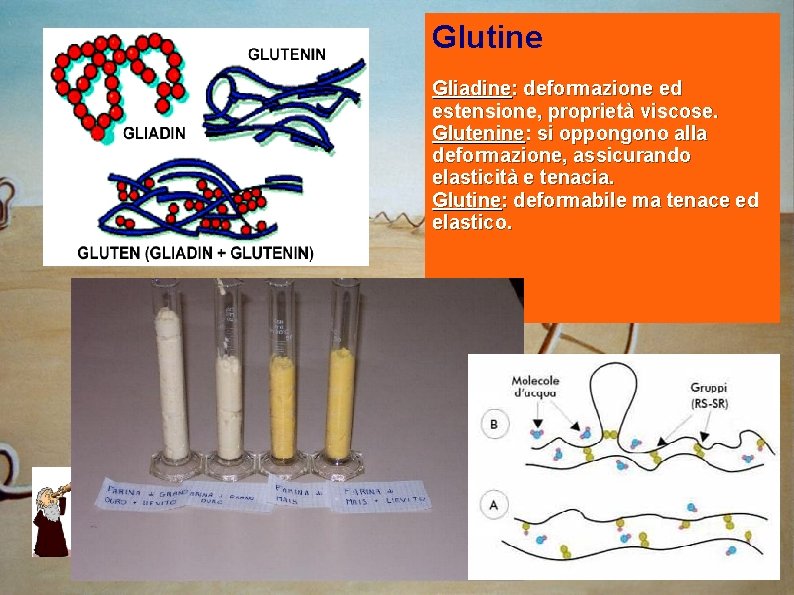 Glutine Gliadine: deformazione ed estensione, proprietà viscose. Glutenine: si oppongono alla deformazione, assicurando elasticità