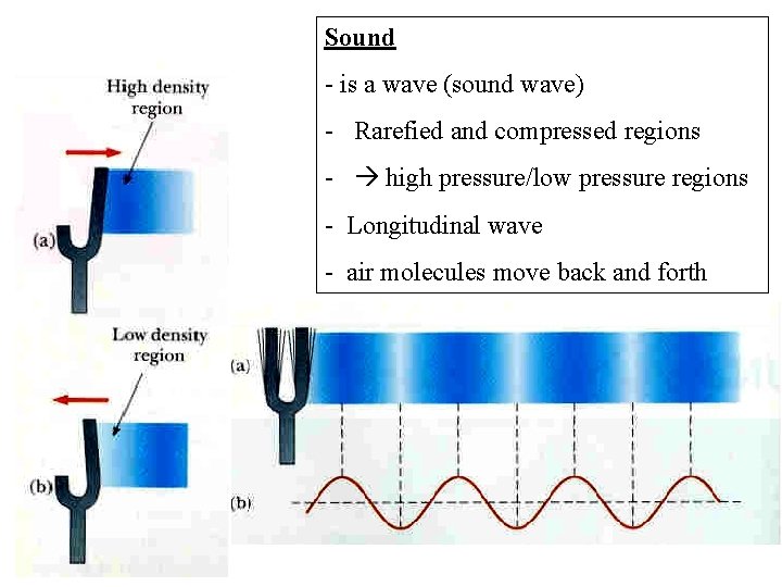 Sound - is a wave (sound wave) - Rarefied and compressed regions - high