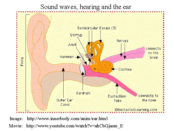 Sound waves, hearing and the ear Image: http: //www. innerbody. com/anim/ear. html Movie: http: