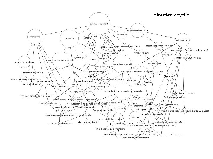 directed acyclic directed acyclic