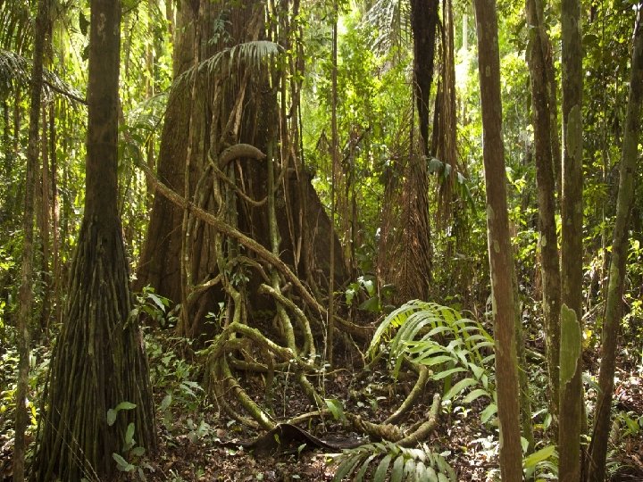 ecotourism • Ecotourism in Peru is an amazing productive practice. Due to the decline