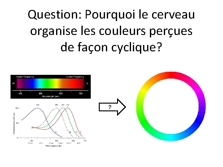 Question: Pourquoi le cerveau organise les couleurs perçues de façon cyclique? ? 