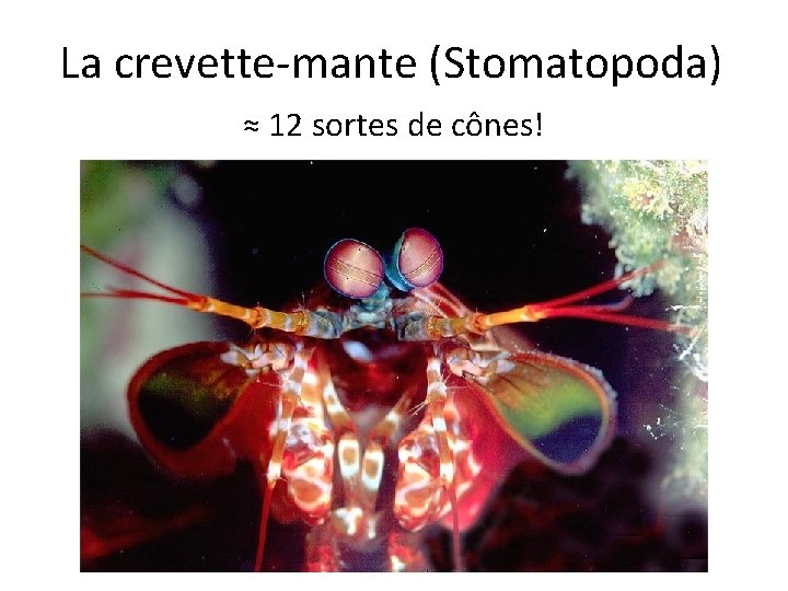 La crevette-mante (Stomatopoda) ≈ 12 sortes de cônes! 