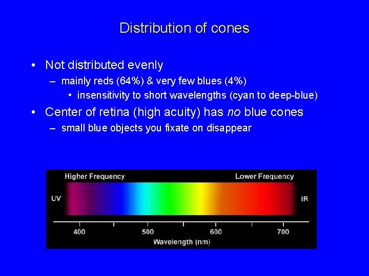 Distribution of cones • Not distributed evenly – mainly reds (64%) & very few