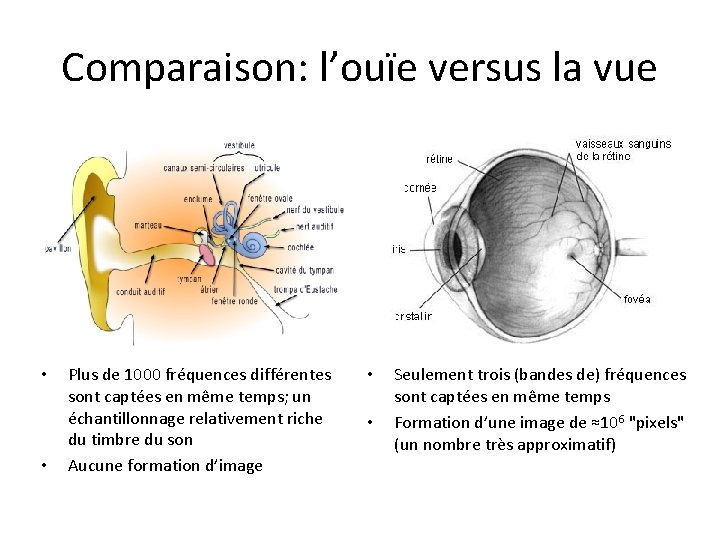 Comparaison: l’ouïe versus la vue • • Plus de 1000 fréquences différentes sont captées