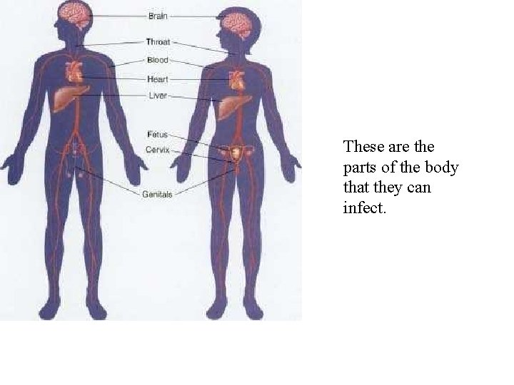 These are the parts of the body that they can infect. 