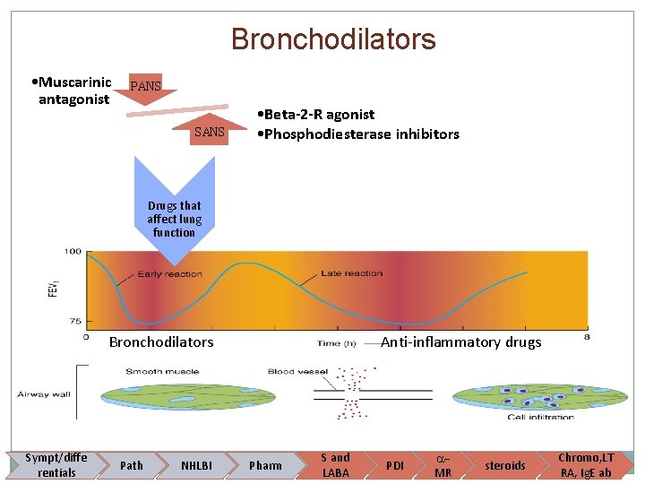 Bronchodilators • Muscarinic antagonist PANS SANS • Beta-2 -R agonist • Phosphodiesterase inhibitors Drugs