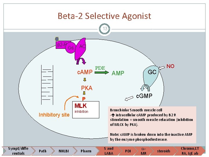 Beta-2 Selective Agonist 13 2 -R Gs AC c. AMP PDE GC AMP NO