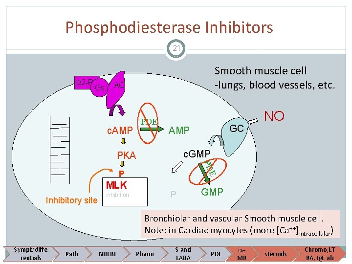 Phosphodiesterase Inhibitors 21 2 -R Gs Smooth muscle cell -lungs, blood vessels, etc. AC