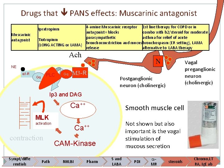 Drugs that PANS effects: Muscarinic antagonist 4 -amine Muscarinic receptor 1 st line therapy