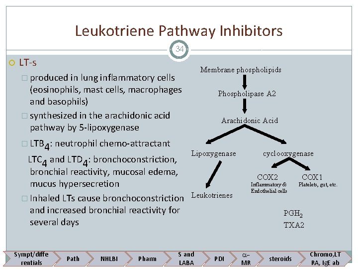 Leukotriene Pathway Inhibitors 34 LT-s Membrane phospholipids � produced in lung inflammatory cells (eosinophils,