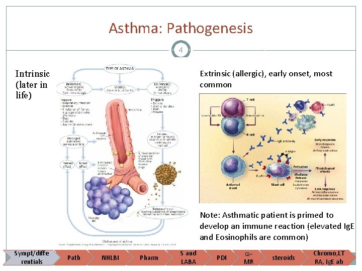 Asthma: Pathogenesis 4 Extrinsic (allergic), early onset, most common Intrinsic (later in life) Note: