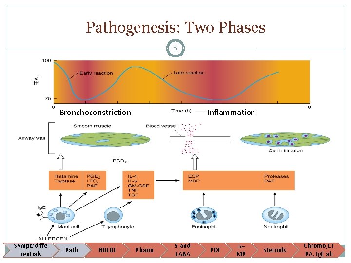 Pathogenesis: Two Phases 5 Bronchoconstriction Sympt/diffe Asthma rentials Path NHLBI Inflammation Pharm S and