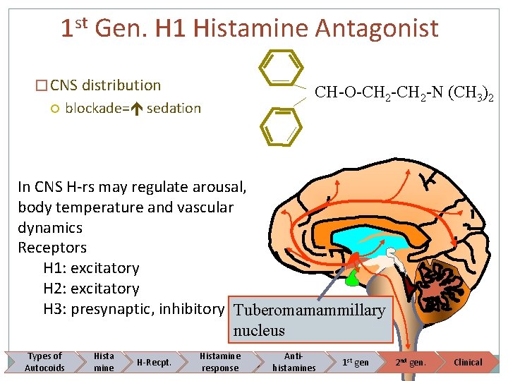 1 st Gen. H 1 Histamine Antagonist � CNS distribution blockade= sedation CH-O-CH 2
