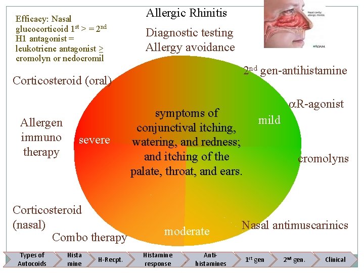 Efficacy: Nasal glucocorticoid 1 st > = 2 nd H 1 antagonist = leukotriene