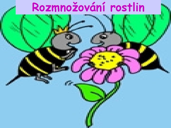 Rozmnožování rostlin 