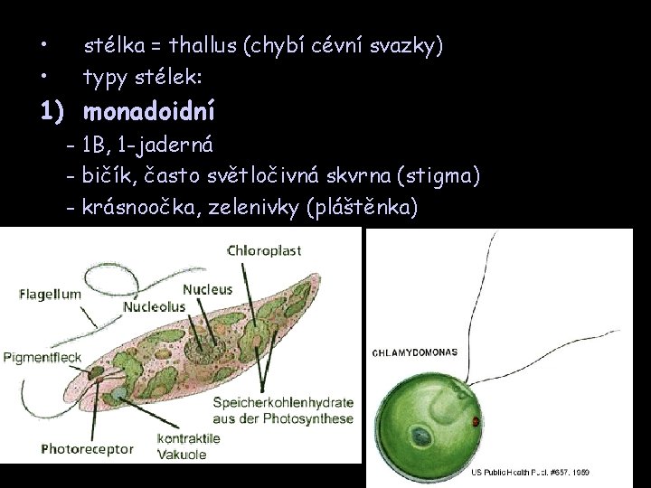  • • stélka = thallus (chybí cévní svazky) typy stélek: 1) monadoidní -