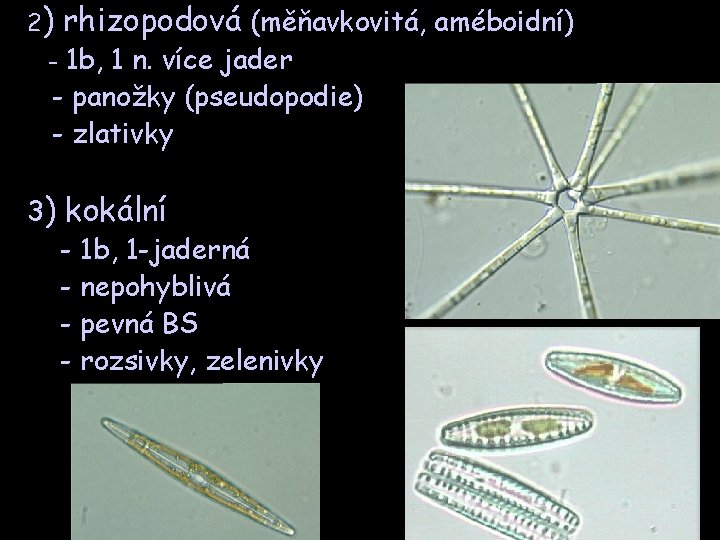 2) rhizopodová (měňavkovitá, améboidní) - 1 b, 1 n. více jader - panožky (pseudopodie)