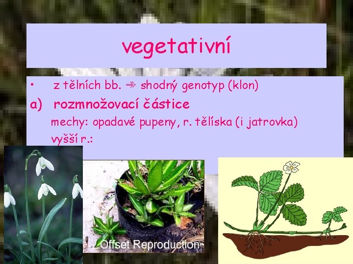 vegetativní • z tělních bb. ➾ shodný genotyp (klon) a) rozmnožovací částice mechy: opadavé