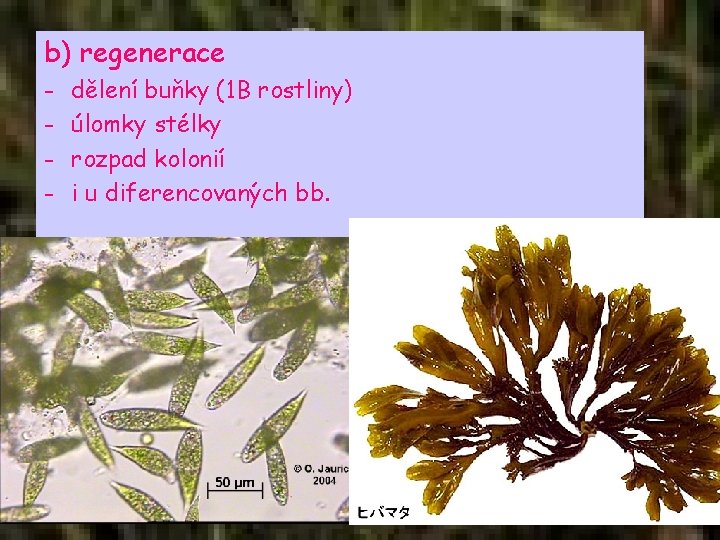 b) regenerace - dělení buňky (1 B rostliny) úlomky stélky rozpad kolonií i u