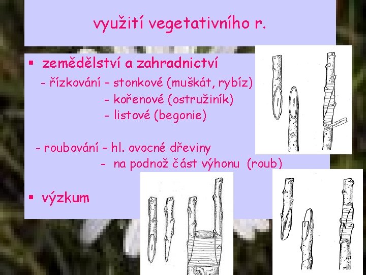 využití vegetativního r. § zemědělství a zahradnictví - řízkování – stonkové (muškát, rybíz) -