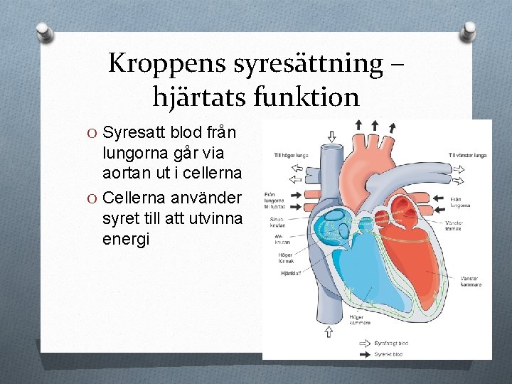 Kroppens syresättning – hjärtats funktion O Syresatt blod från lungorna går via aortan ut