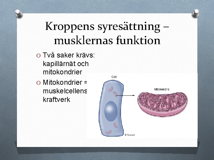 Kroppens syresättning – musklernas funktion O Två saker krävs: kapillärnät och mitokondrier O Mitokondrier