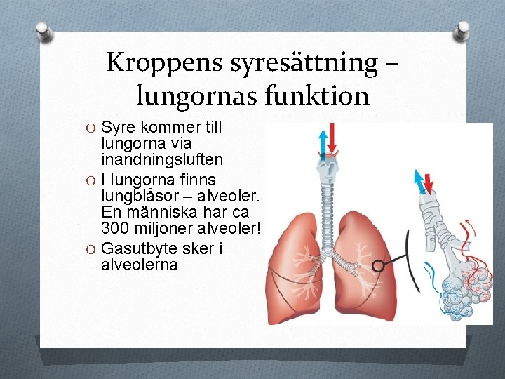 Kroppens syresättning – lungornas funktion O Syre kommer till lungorna via inandningsluften O I
