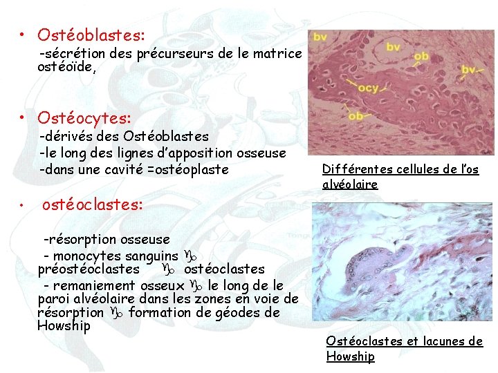 Anatomie Et Physiologie De La Dent Du Parodonte