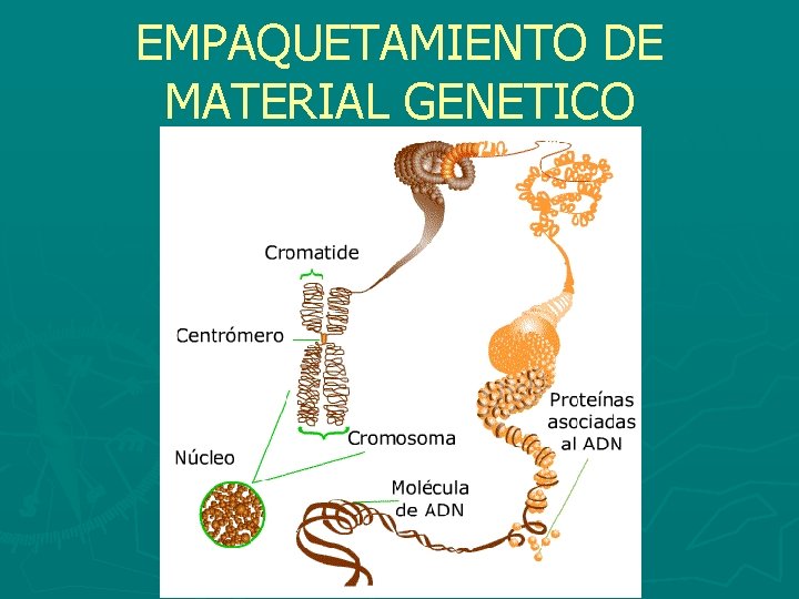 EMPAQUETAMIENTO DE MATERIAL GENETICO 