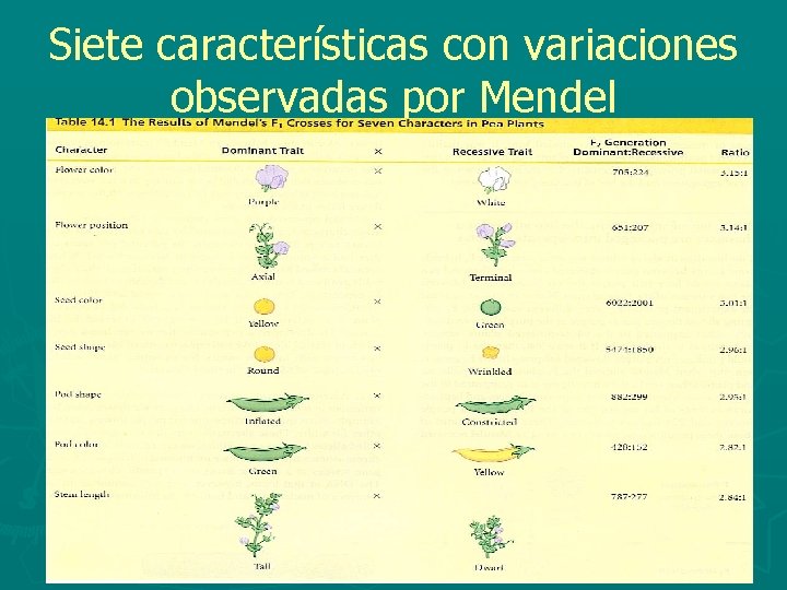 Siete características con variaciones observadas por Mendel 