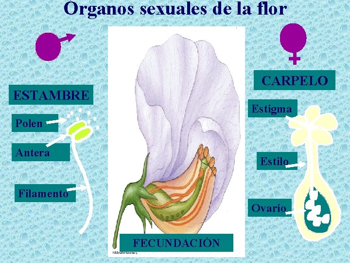 Órganos sexuales de la flor CARPELO ESTAMBRE Estigma Polen Antera Estilo Filamento Ovario FECUNDACIÓN