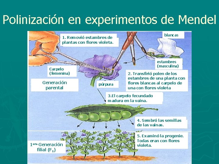 Polinización en experimentos de Mendel blancas 1. Removió estambres de plantas con flores violeta.