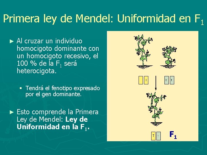 Primera ley de Mendel: Uniformidad en F 1 ► Al cruzar un individuo homocigoto
