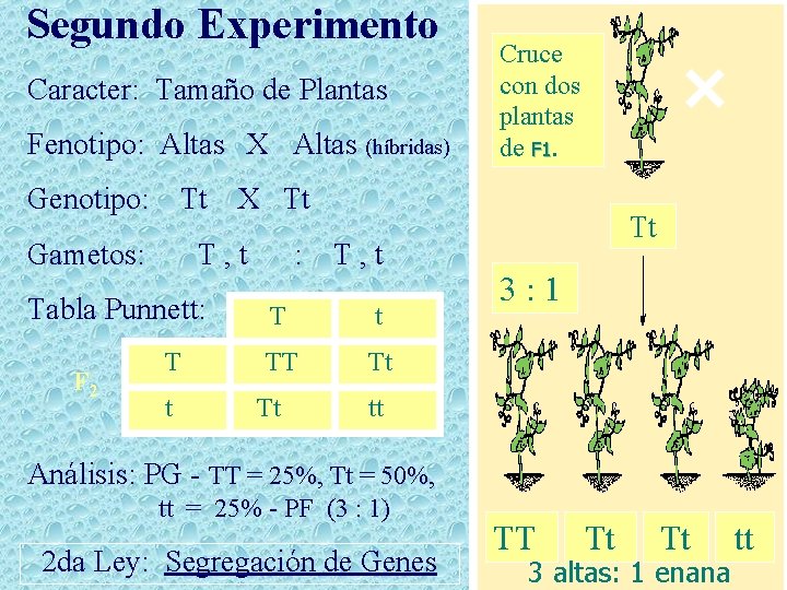 Segundo Experimento Caracter: Tamaño de Plantas Fenotipo: Altas X Altas (híbridas) Genotipo: Tt Gametos: