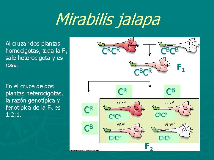 Mirabilis jalapa Al cruzar dos plantas homocigotas, toda la F 1 sale heterocigota y