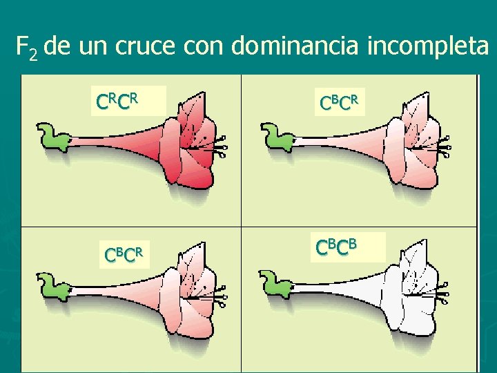 F 2 de un cruce con dominancia incompleta C RC R C BC B