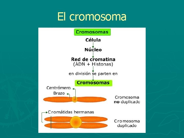 El cromosoma 