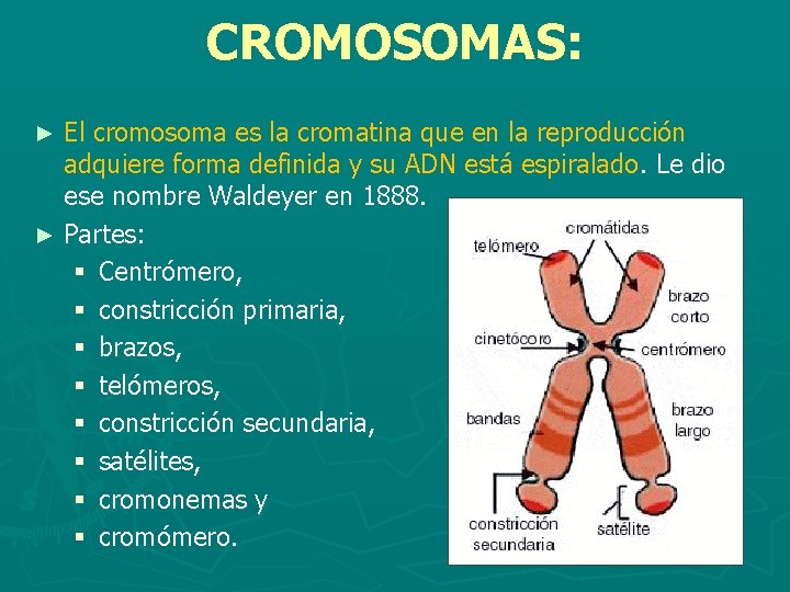 CROMOSOMAS: El cromosoma es la cromatina que en la reproducción adquiere forma definida y