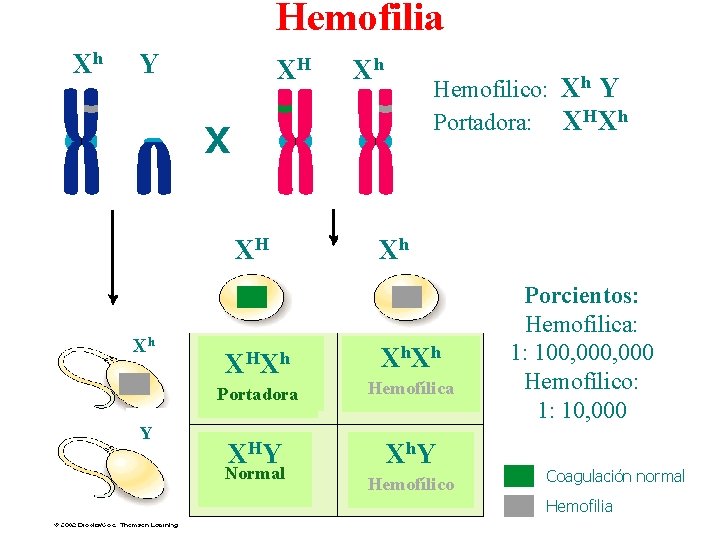 Hemofilia Xh Y XH Xh Hemofilico: Xh Y Portadora: XHXh X X XH Xh