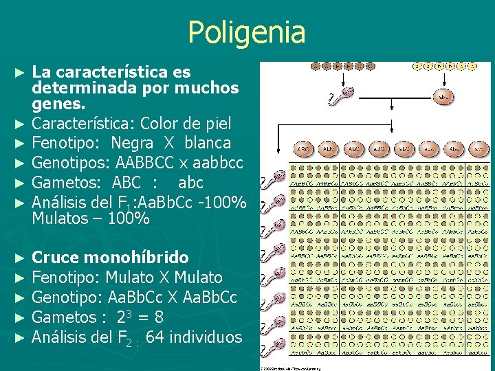 Poligenia ► ► ► La característica es determinada por muchos genes. Característica: Color de